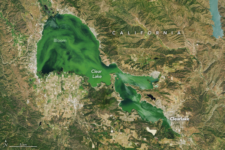 Clear Lake was anything but clear in May!

The lake in California is prone to algal blooms, like the green swirls seen in this #Landsat image. But blooms have become more frequent in recent years due to increased nutrient inputs. go.nasa.gov/3R4usJI