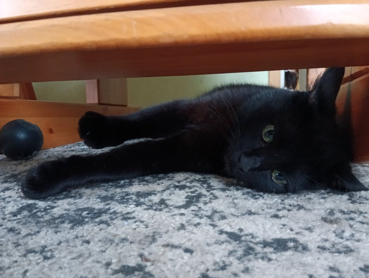 Istaba ir bīstama vieta, var kāds uzkāpt Melnim uz astes, ķepas vai uz auss vai ūsas. Tas būtu sāpīgi. Tāpēc Melnis guļ drošībā zem krēsla. Ņau