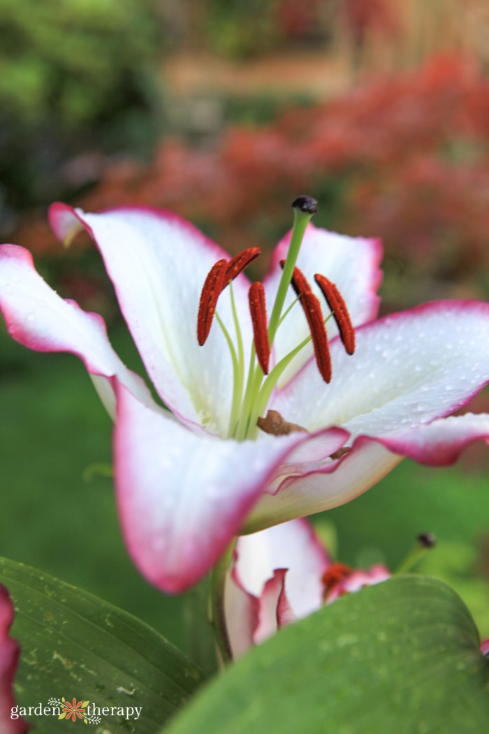 The 6 Types of Lilies for the Summer Garden dlvr.it/T7Yyyv