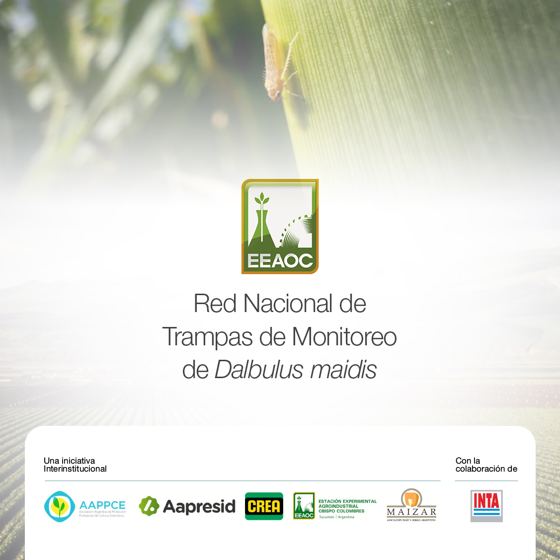 Ante la problemática del complejo de achaparramiento del maíz, se está implementando una Red Nacional de monitoreo mediante trampas cromáticas adhesivas. Descubre más información disponible en nuestro sitio web eeaoc.gob.ar/?noticia=se-la…