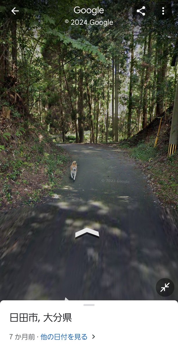 日田の山の中Google散歩してたらイッヌ見つけたから見て