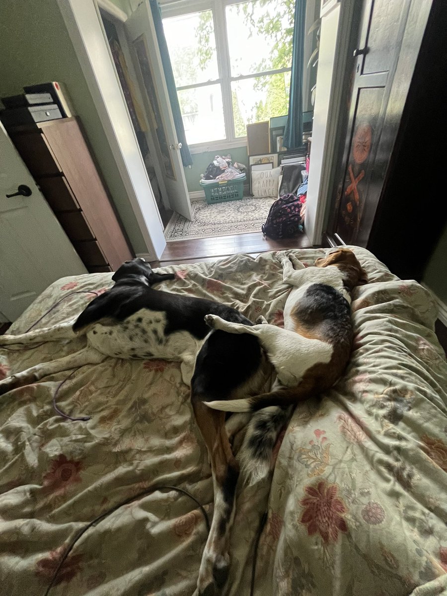 This week is the one year gotcha day anniversary of getting my beagle Ruby Ridge in a rehome situation❤️ she has been an absolutely perfect addition to the family. Love my weird little squiglet so much 🐶✨