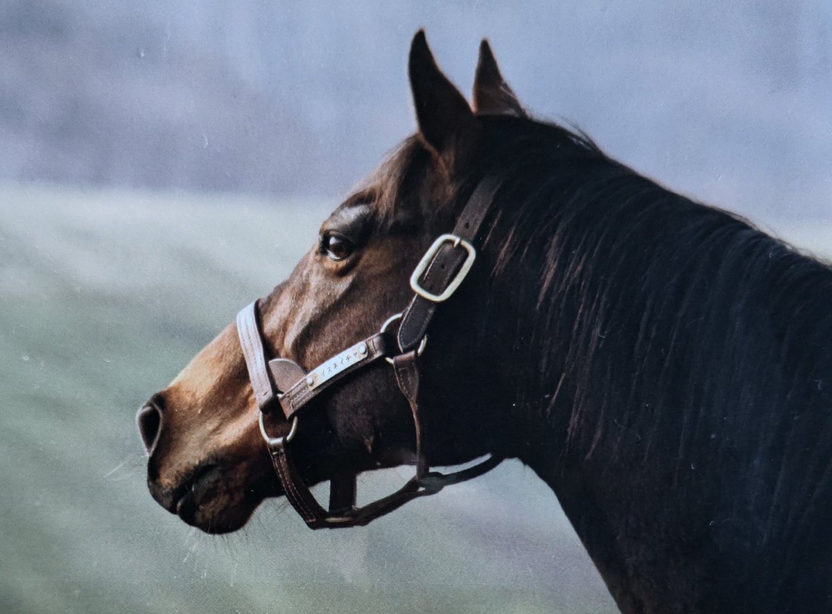 ナイスネイチャ。一周忌を迎えました。在命中のJRA重賞勝ち馬として最高齢の35歳まで長生き。G1には通算で16回挑戦して3着4回、4着4回の個性派。＃ナイスネイチャ