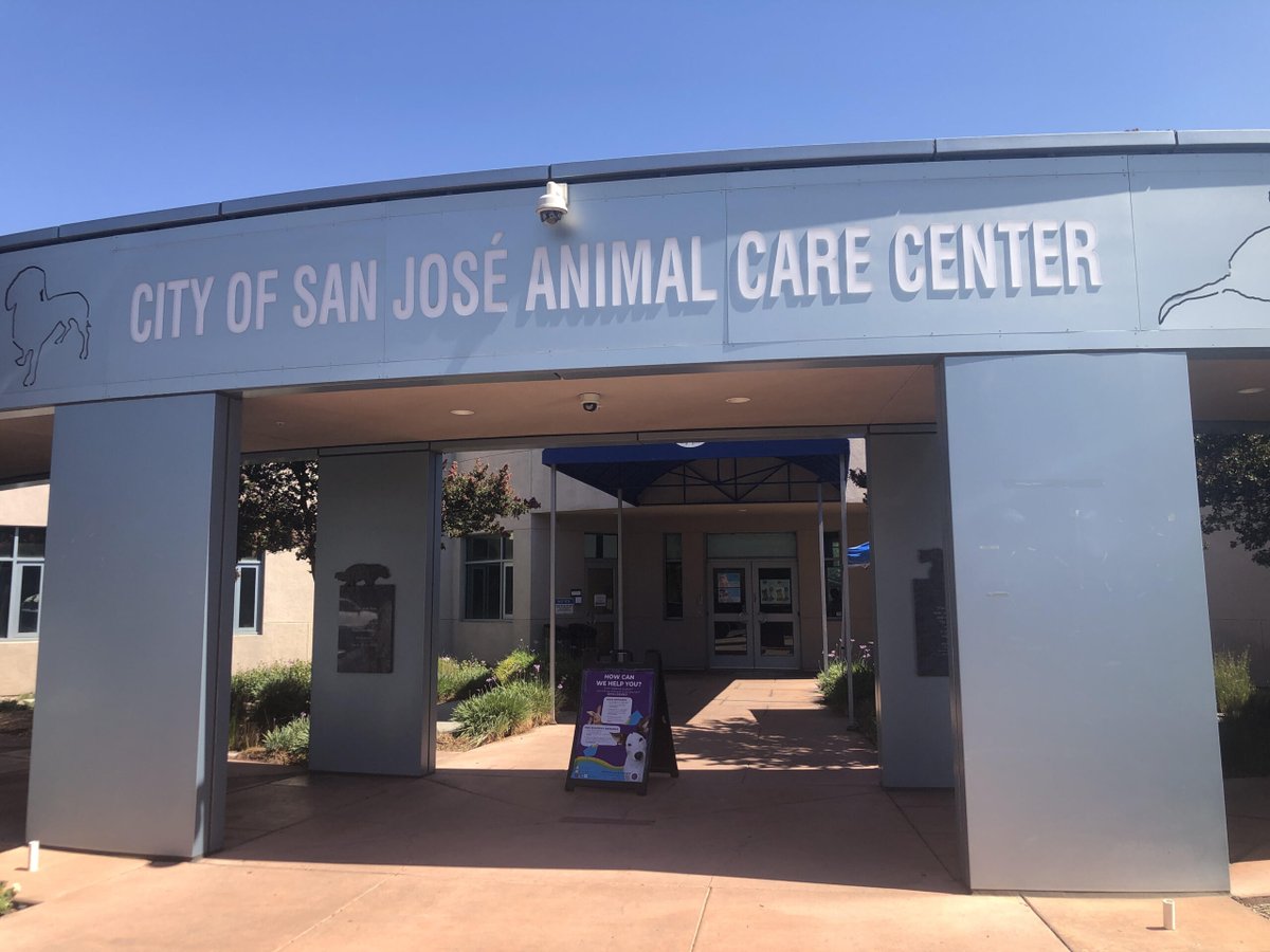 the san jose sharks as shelter dogs from the san jose animal care center🩵🧵