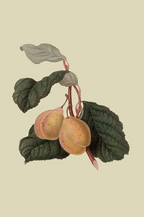Coes Golden Drop - Plum by William Hooker - Art Print #Botanical #Agricultural #posters LEARN MORE-->> postercrazed.com/Coes-Golden-Dr…
#CoesGoldenDrop #Plum #WilliamHooker #ArtPrint #BotanicalArt #AgriculturalArt #Posters #FloralArt #Prints #NaturePrints