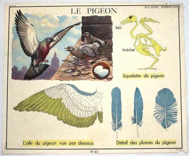 A French school chart, created by Editions Rossignol in the years after the Second World War.
