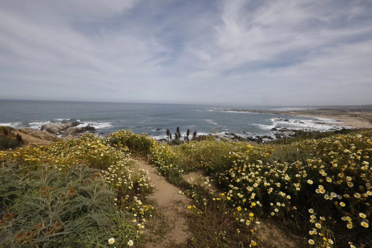 ucatolica_eng's tweet photo. Do you know the coastal initiatives of UC Chile?🌊During this month of the sea, browse the Coastal Station of Marine Research #ECIM, from the Network of Regional Centers and Stations, along with @nucleo_nutme , the @ObsCostachile, @MilenioSecos, and more. https://t.co/ETI2RznOCf https://t.co/wYKEAI8Uz4