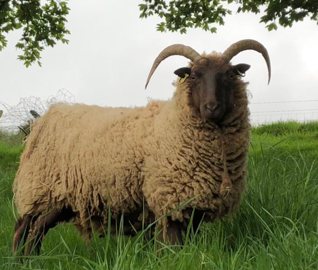 MLProduce's tweet photo. Waiting for a haircut! #manxloaghtan #rarebreed #nativebreed #shearingtime #farming #isleofman https://t.co/XTalWEdObB