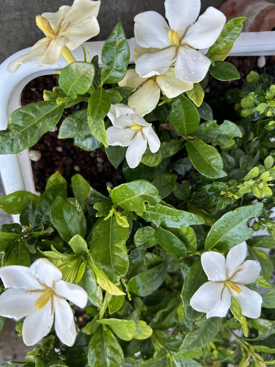 ３週間おきぐらいに殺菌剤と消毒を 盆栽と野菜へ。 ピーマン🫑 花芽の周りにアブラ虫‼️ 開花すると咲いた花近くにアブラ虫‼️ もうね。 何度もセロハンテープが活躍 もういいから孵化するなー #園芸　#盆栽