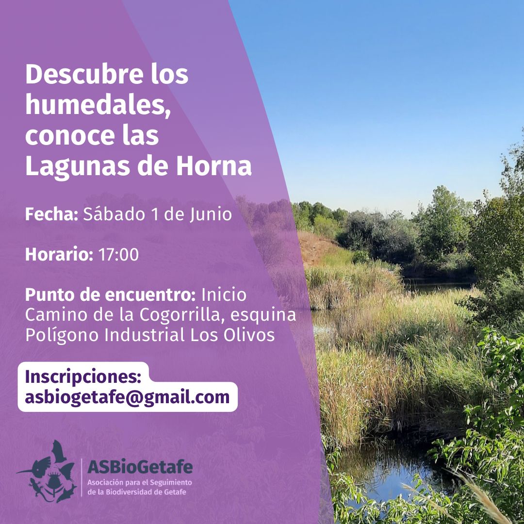 🟢 Este 2024 estamos de aniversario 🥳

👉 Se cumplen 20 años desde la inclusión de las #LagunasDeHorna en el Catálogo Regional de Humedales de la #ComunidadDeMadrid! 

🟩 Comenzamos celebrándolo el Sábado 1 de Junio con esta actividad dentro de la Semana del Med Amb de #Getafe.