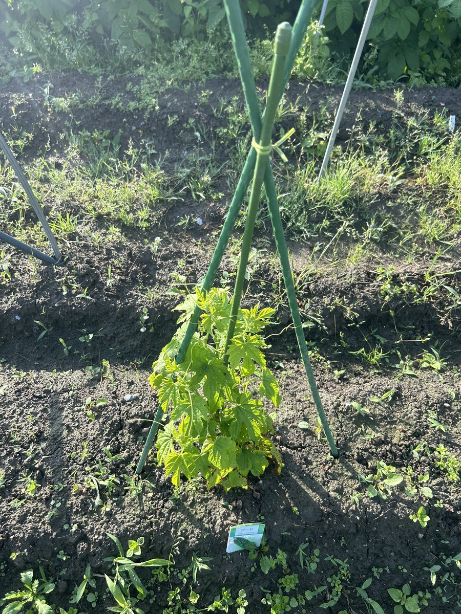 今朝の田んぼと畑
ミニトマトにビニールの屋根設置🍅

#田舎 #田舎暮らし #田舎の景色 #田舎の風景 #田舎の風景が好き