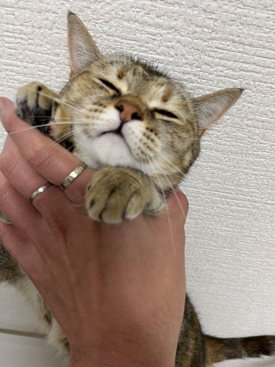 まーだ寝てたんですが おはようござまーす #猫 #ねこ #猫のいる暮らし