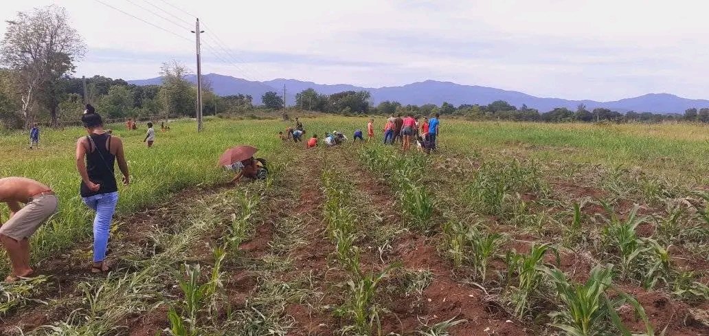 Se realiza en la Institución Educativa ESBEC. Antonio Sánchez Díaz cambio de labor en apoyo a la producción alimentaria. ¡ Seguimos por Más #BartoloméMasó @YudelkisOrtizB @MilanesJerez @DrRobertoMOjeda @EduardoLpezLey3 @GalanCuba