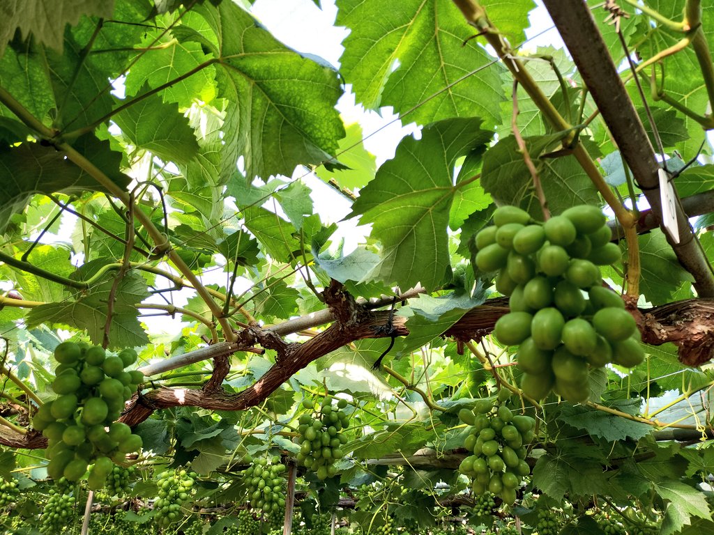 おはようございます☀　
農道通過する途中もう作業されてて遅めの畑到着🛵です。5月最終後半戦、体調維持に努めましょう〜！！
本日のよろしくおねがいします😁