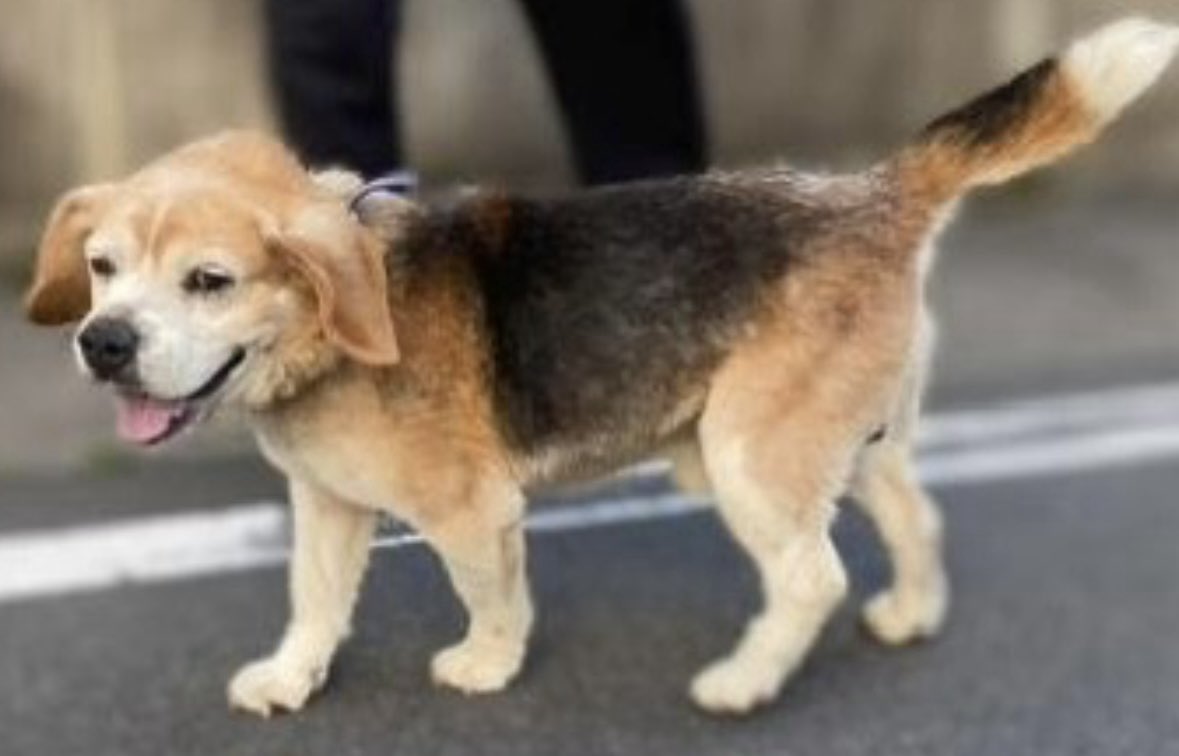 大切な家族をお預かりしてます🙇🏼‍♀️
♦️迷子犬情報
🆘福島県郡山市保健所🆘
🔹管理番号4
🔹5/22 中田町赤沼字温石平で保護
🔹ビーグル.茶黒白.オス.中型
🔹 青白首輪
#拡散希望RT協力お願いします
#迷子犬 #福島県
city.koriyama.lg.jp/soshiki/74/325…