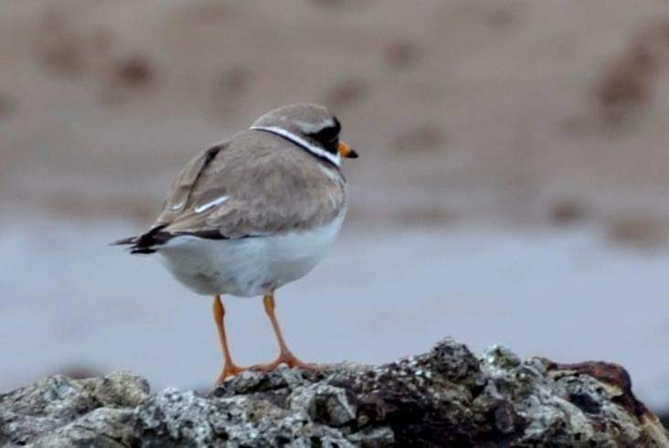 Another beautiful rarity at #roanhead #ringedplovers #breeding #roanhead Say no to lodge development! Ringed Plovers would be adversely affected by increased visitor pressure! 
#saveroanheadfromdevelopers