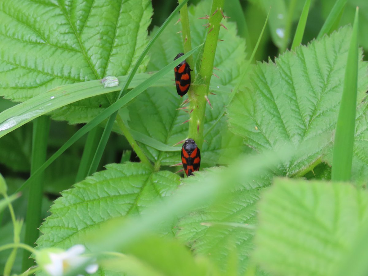 Froghoppers, (Cercopis vulnerata) Spotted along the Esk, but also when I was walking from Runswick Bay to Staithes. #froghoppers #northyorkmoors