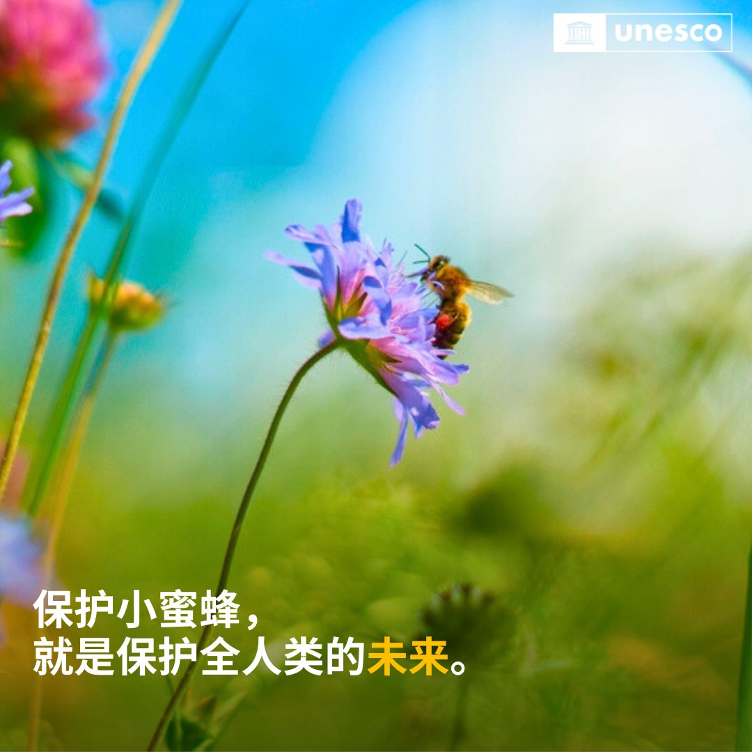 可别小看了蜜蜂，每个人都离不开它们！ 原因呢？👇 #生物多样性 #科普 #昆虫