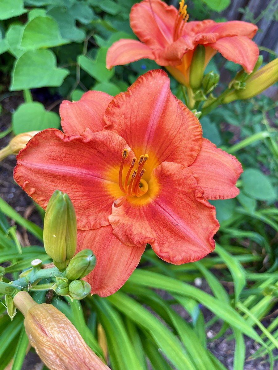 Unphased and bright #bloomadayshare What’s blooming near you?