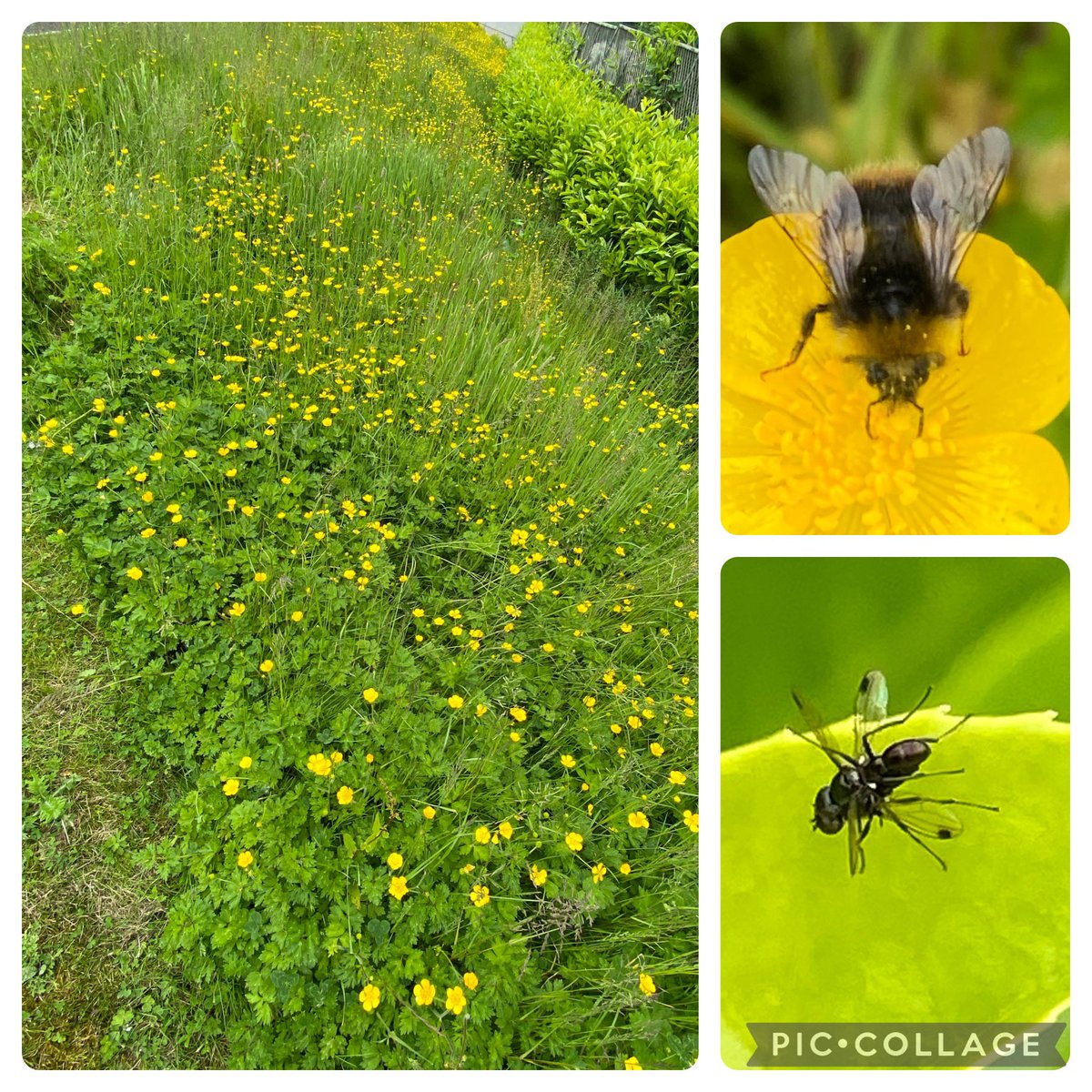 The wild area surrounding the local Lidl carpark is looking good, lots of bumblebees and hoverflies enjoying the Buttercup flowers, and lots of flies on the planted shrub hedge at the back. #wildwebswednesday @WebsWild @PollinatorPlan