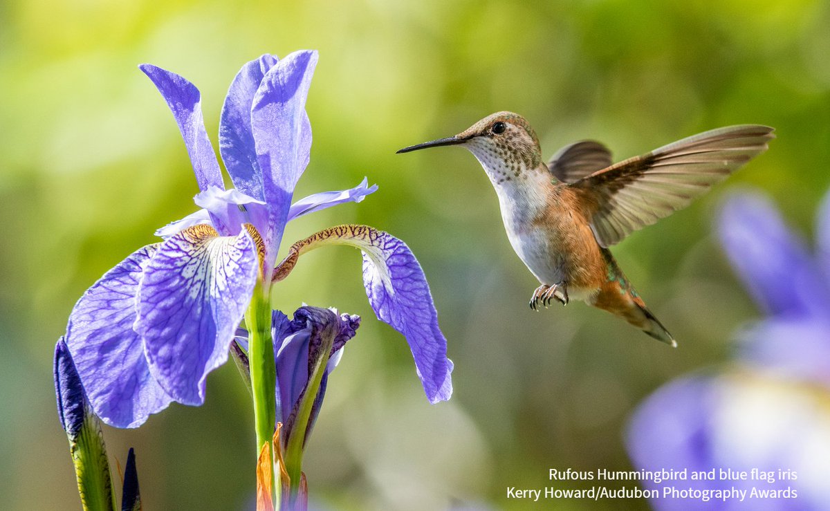 Growing native plants is one of the best ways to support birds. They offer birds food, shelter, and require less maintenance. Check out our native plants database to find #BirdFriendly species best suited to your zip code. bit.ly/2YMNryl #PlantsForBirds