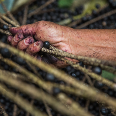 Nuestros cosechadores son guardianes de la biodiversidad, conocedores de los secretos de la selva y defensores de prácticas sostenibles. Con años de experiencia y un profundo respeto por el medio ambiente, recolectan los racimos de açaí con cuidado y precisión💜#Sostenibilidad