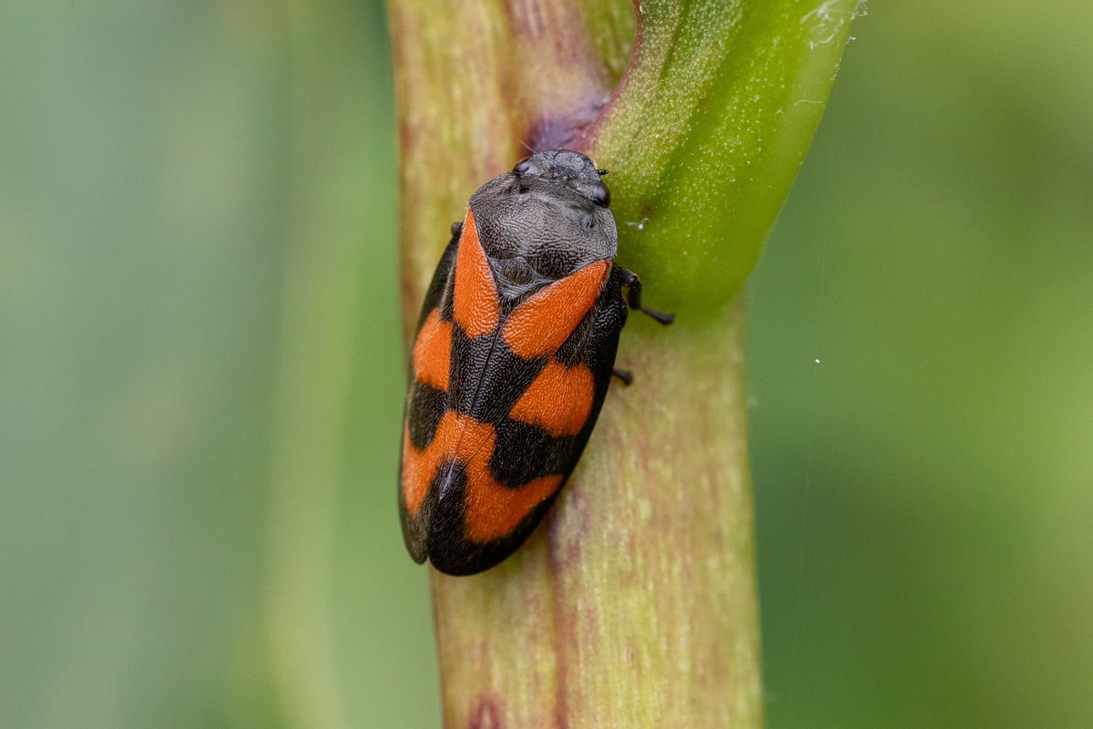 New one for me in the garden, Red and Black frog hopper -nymphs feed on roots.   What plants do they like please? @BritishBugs in N Glos 29/05/24