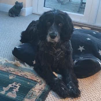 rosieDoc2's tweet photo. #SpanielHour 

MOLLY black #SPROCKER  missing 4YR 31/3/18 SPAYED/CHIPPED new to the area/would have been really confused. ran off chasing scent/not seen again #MiltonDamerel #NorthDevon #EX22 
MOLLY has a lump on her front right leg, near top/DOCKED 

https://t.co/eU3RGLmz5a https://t.co/dneCVmJBrd