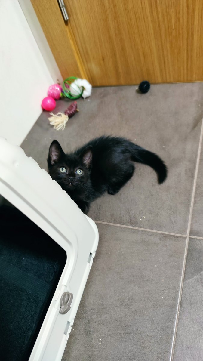 🖤 Blackie

De casi ser atropellada en un karting a estar ingresada por deshidratación y desnutrición

La panterita más luchadora ha pasado lo peor

Está en un baño y busca un hogar  donde ser feliz
♀️Hembra
🎂 1 mes y medio

¿Será el tuyo? 

📧info@catmur.es
📱626925223 

💚RT