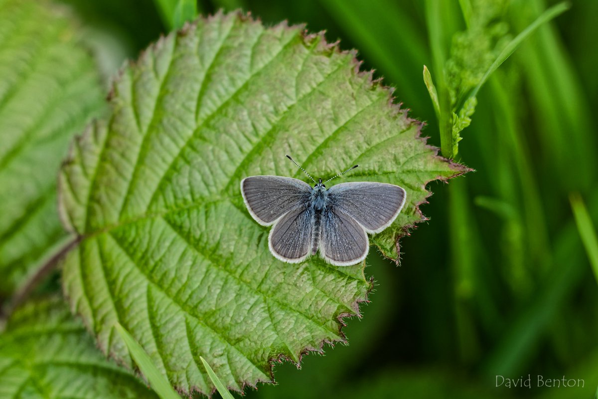 Small Blue have been out in their hundreds this year on Prestbury Hill.
@BC_Glos @BC_WestMids