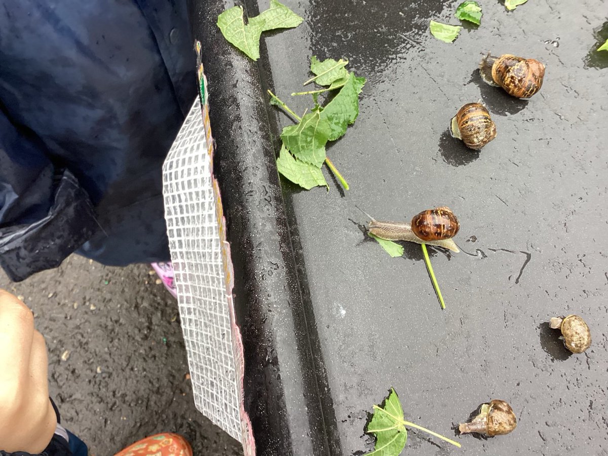 The nursery boys and girls have been looking after their snails and finding out what they like to eat. They fed them the tomatoes and salad left over from their lunch.