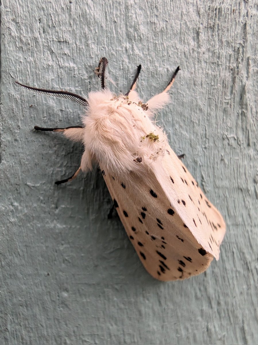 This gorgeous white ermine #moth has been hanging out on my fence all day. Furry little fella. #springwatch