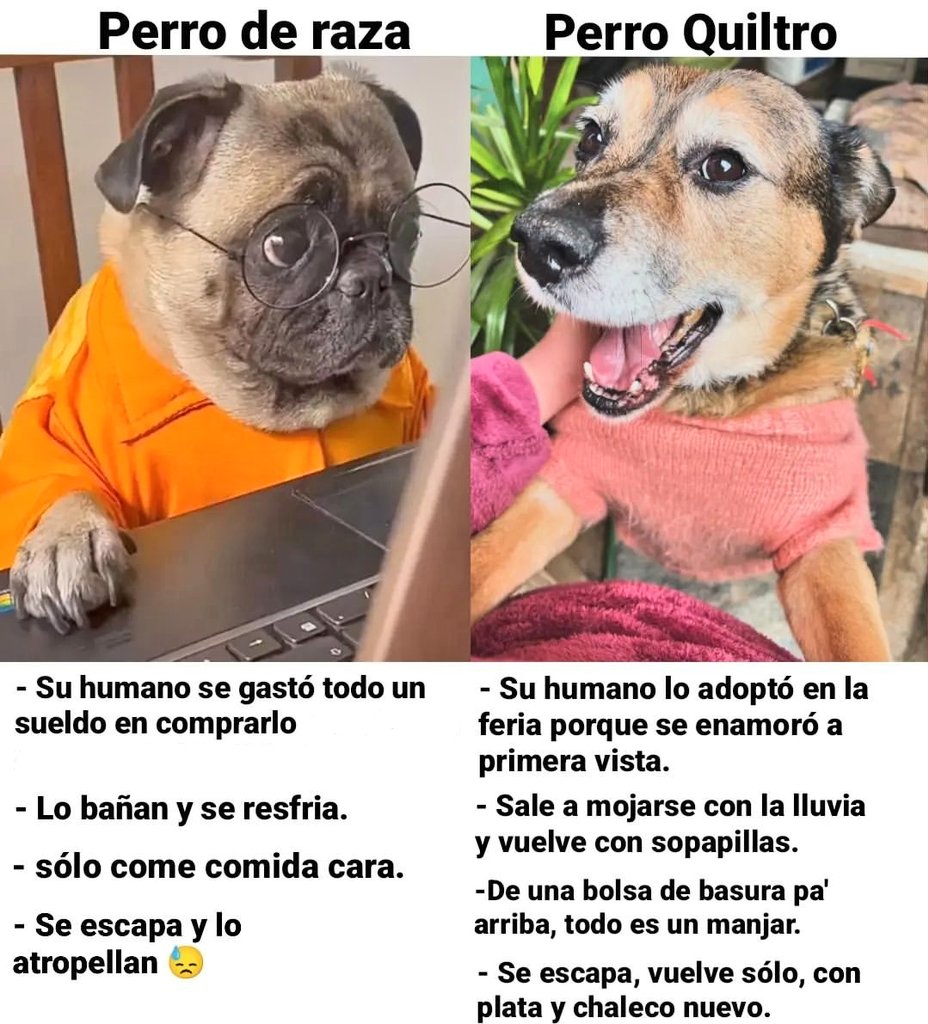 Descubre el sabor del manjar ecuatoriano, image size:928x1024