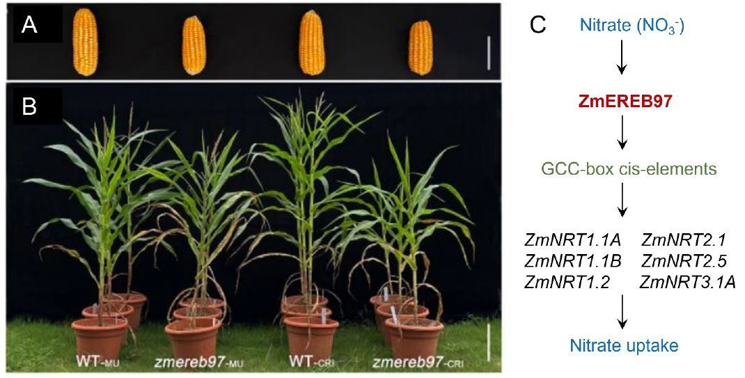 NEWS & VIEWS: Identifying a new “nitrate master”: ZmEREB97 regulates nitrate uptake in maize (Munkhtsetseg Tsednee) buff.ly/4dXrYXq @ASPB #PlantSci