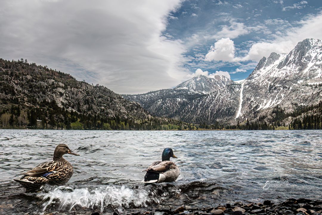 gomezTicas's tweet image. Picture of the day: Lakes of East Sierra are so beautiful, you won't want to leave! this is Silver Lake, near June Lake CA. #california #EastSierra #JuneLake #VisitCalifornia #WildCalifornia #californiaadventure #naturephotography #canon #canonusa