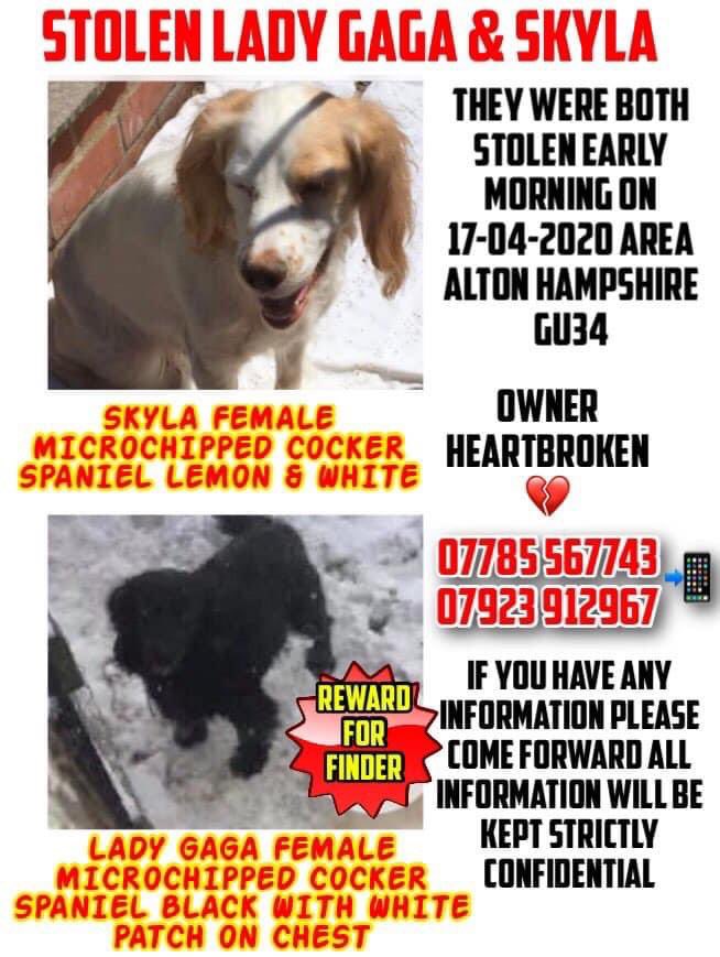 #SpanielHour STOLEN‼️17/4/20 2 #Spaniels missing together #Alton #Hampshire #GU34 TOOLS STOLEN ALSO SKYLA female #Cocker lemon&white brown ears/brown patches on nose doglost.co.uk/dog-blog.php?d… LADY GAGA female #CockerSpaniel black/white patch on chest doglost.co.uk/dog-blog.php?d…