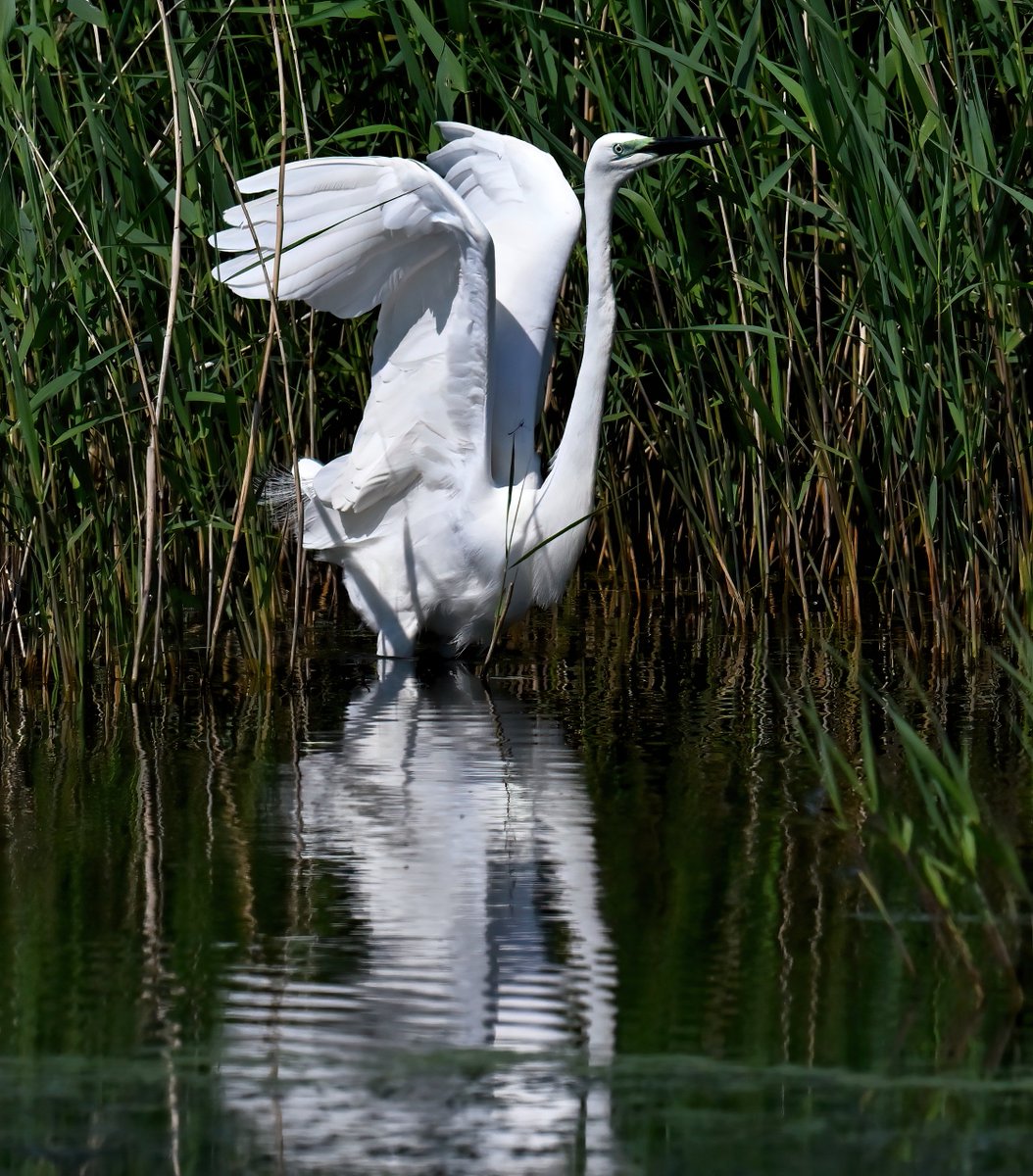 Great White Egret about to take-off. 😍 Taken recently at RSPB Ham Wall in Somerset. 😊🐦