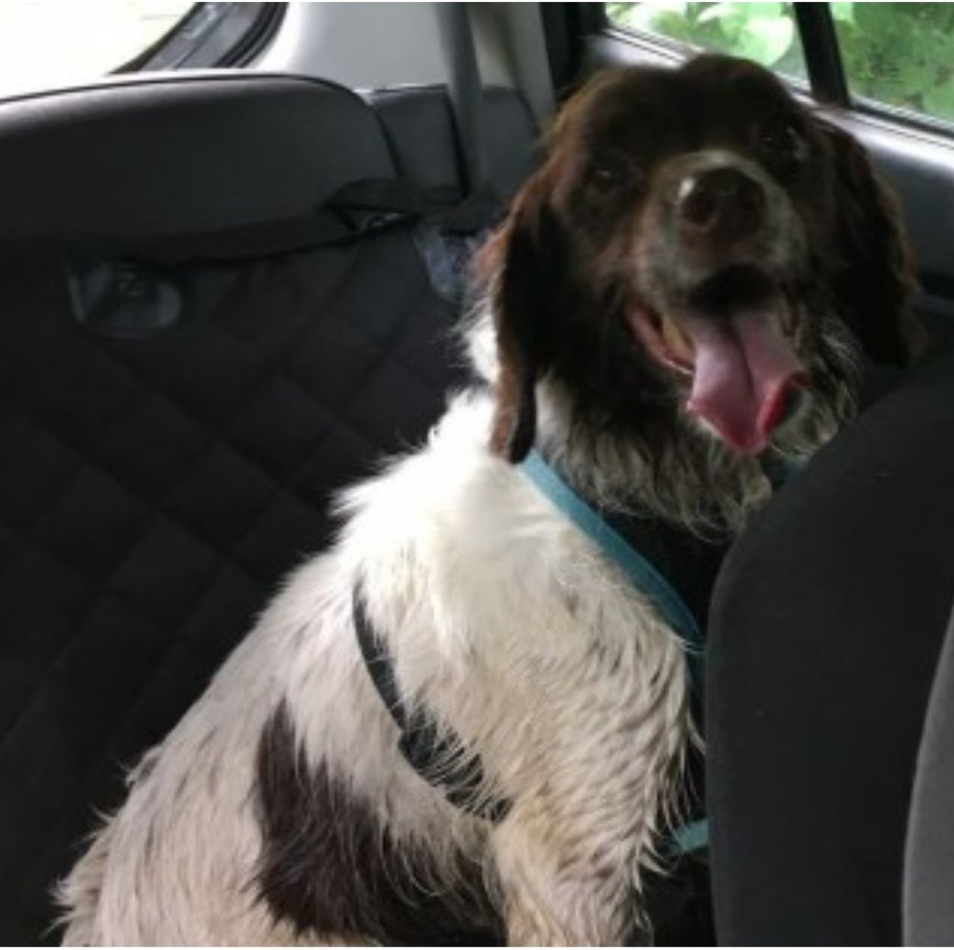 SAMMY #SpanielHour
Female Welsh Springer #Spaniel Spayed Elderly Brown & White Poor eyesight & hearing Microchipped

#Missing 23 Aug 2023 Craig-yr-aber woods #Wales CF34
Last sighting at what3words: countries.rental.stale

doglost.co.uk/dog-blog.php?d…