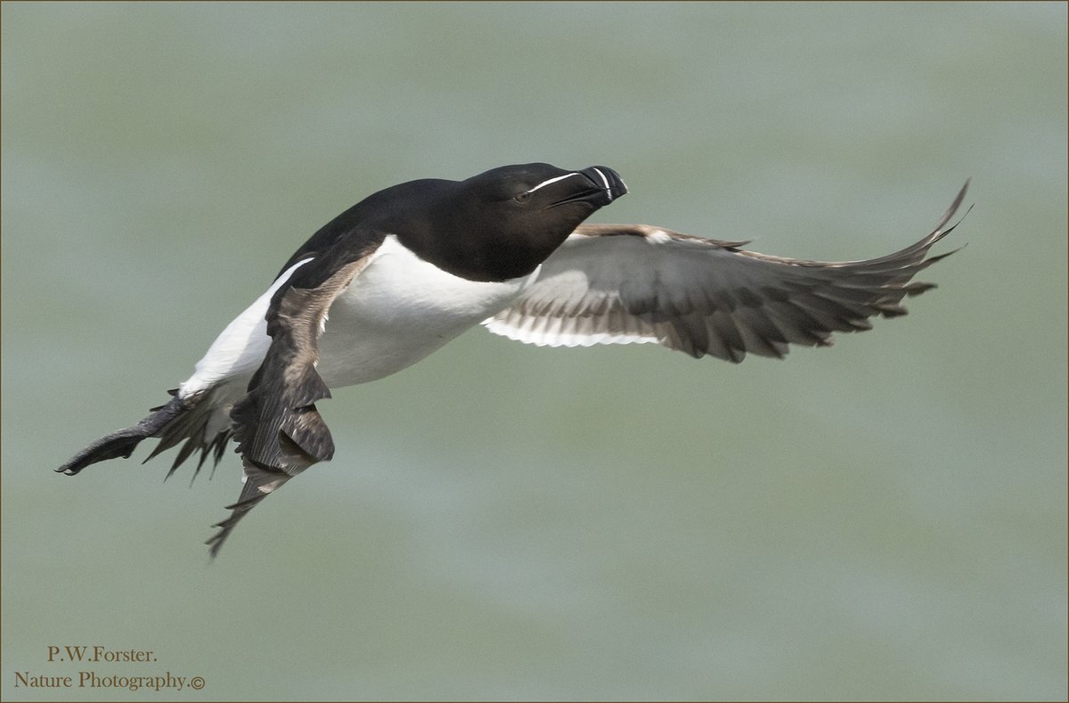 Incoming from a trip to Bempton with good company . on my own 😀 @teesbirds1 @WhitbyNats @clevelandbirds @teeswildlife @DurhamBirdClub @TeesmouthNNR @RSPBSaltholme @YWT_North @YorksWildlife @NTBirdClub @WildlifeMag @ForWaders @NTBirdClub @Bempton_Cliffs