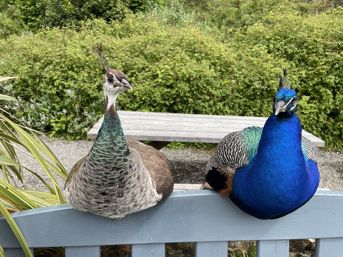 ProfMPatterson's tweet image. A contented couple at Seaforde Butterfly House and Gardens. Worth a visit!