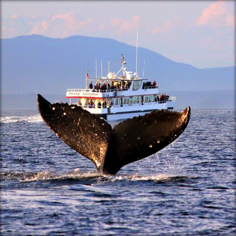 The #PNW #WhaleWatching #Whales #HumpbackWhales