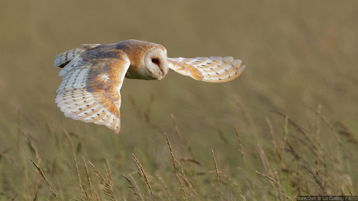 Barn Owl😍Breeding success of this species can fluctuate in response to prey abundance. In ‘good’ small mammal years, large broods of around six chicks can be raised, but when small mammal populations are low just one or two chicks may be reared. #Springwatch