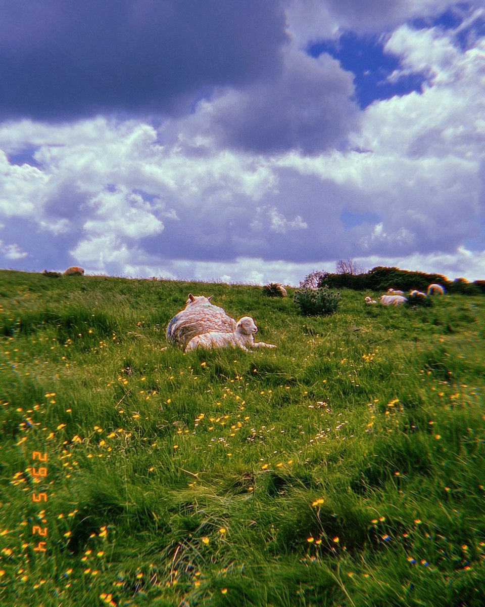 When Stonehenge is a local walk 💛. 🐑