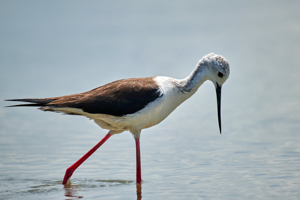 The black-winged stilt - Himantopus himantopus

#wildlifephotography
#birdwatching
#danubedelta