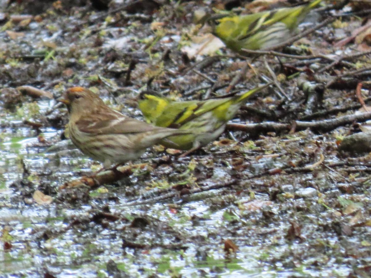 Red Squirrel  ,Siskin and Redpoll  behind the hotel Arrochar, Scotland today