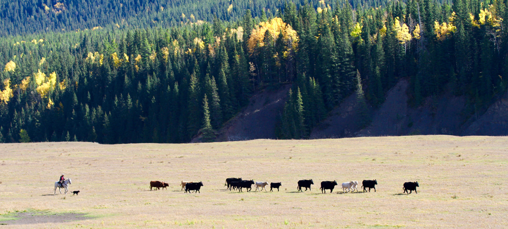 The grazing season has had some memorably bad starts in recent years, but 2024 promises to break the cycle across much of the Prairies. albertafarmexpress.ca/news/better-we…