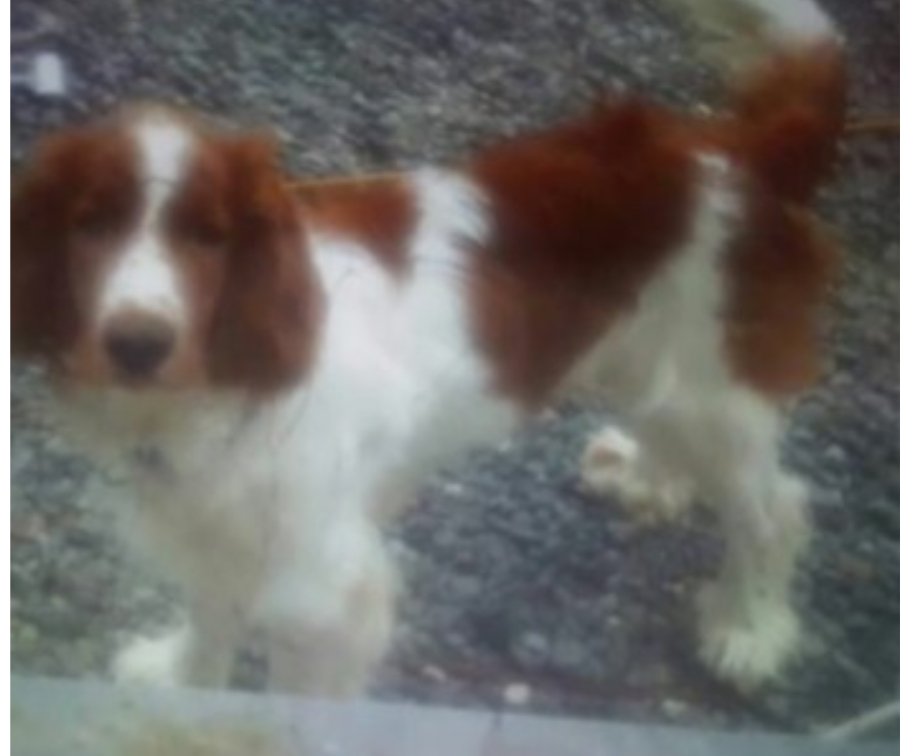 TED #SpanielHour Male Welsh Springer #Spaniel Adult Red and white Microchipped #Missing 12 Jan 2018 Home /Garden #Coolygagan Area near #Rathanhan #Clonbullogue #CountyKildare #Ireland REWARD OFFERED FOR SAFE RETURN doglost.co.uk/dog-blog.php?d…