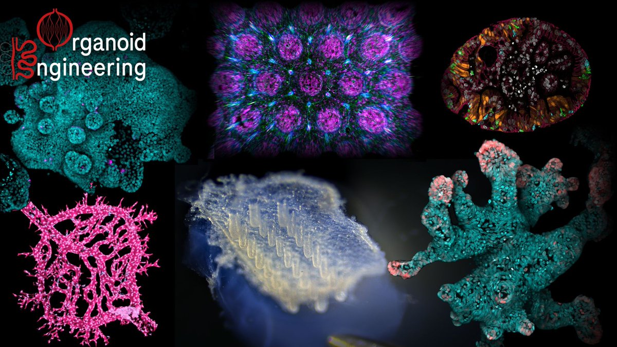 Join our team and contribute to the development of engineered models of intestinal inflammation to study #IBD and derive novel therapeutic approaches. 

This is a unique postdoc position hosted by the Immunology department within Roche pRED, in collaboration with the