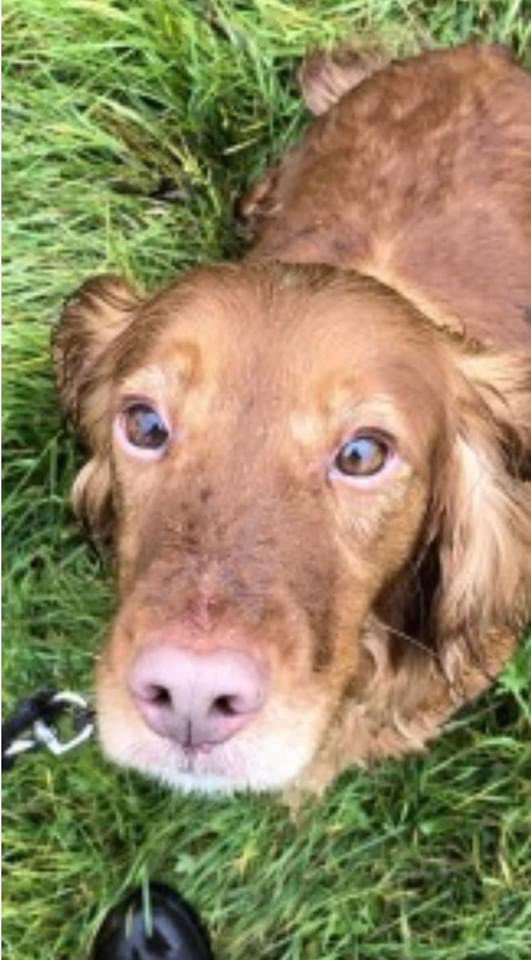 #Spanielhour PIPPA HAS BEEN MISSING SINCE 24/8/22 LOST FROM #LittleHayfield #HighPeak #Derbyshire #SK22 Female/OLDER ADULT #CockerSpaniel golden This little lady needs to be home in front of the fire doglost.co.uk/dog-blog.php?d… @juliagarland73 @thedogfinder @JacquiSaid @bs2510