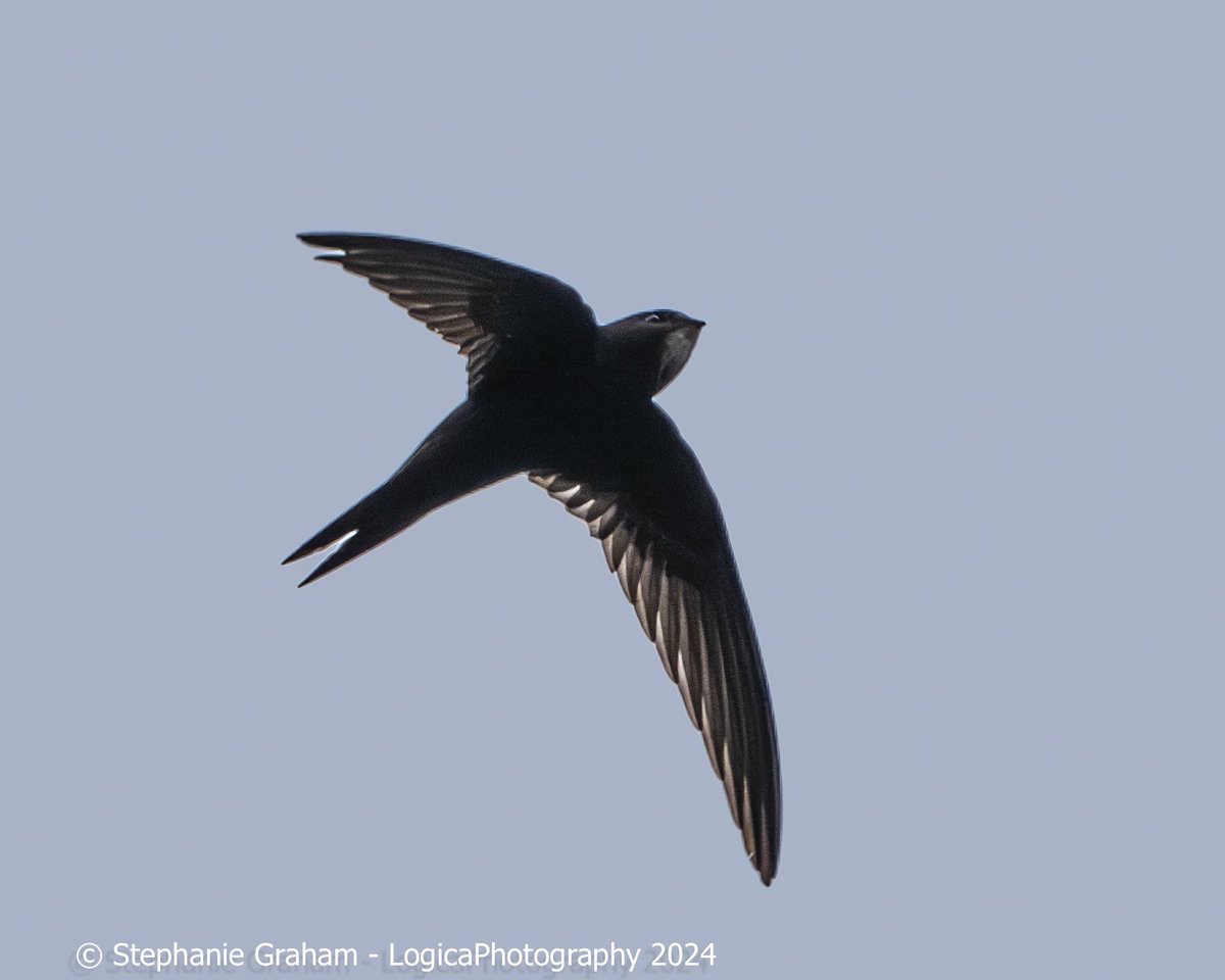 Finally managed a closer shot of the swifts flying above my drive. Heavy crop